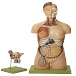 Torso Model with Head and Interchangeable Genitals